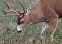 Odocoileus hemionus